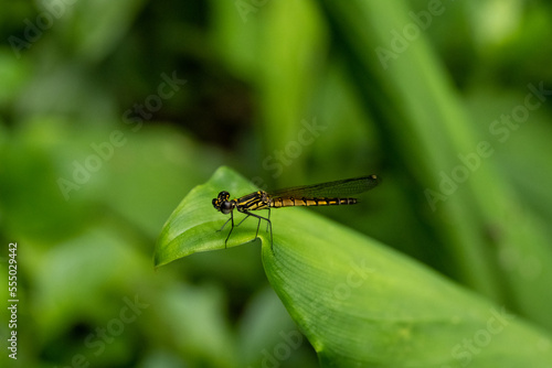 One dragonfly at nature green background. © rnophoto