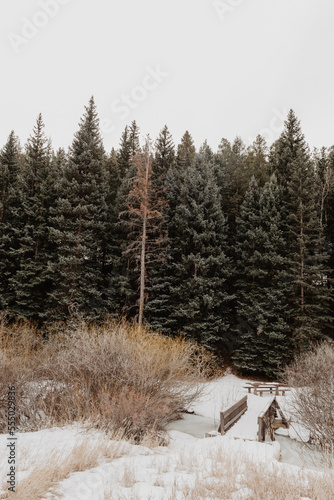 snow covered trees