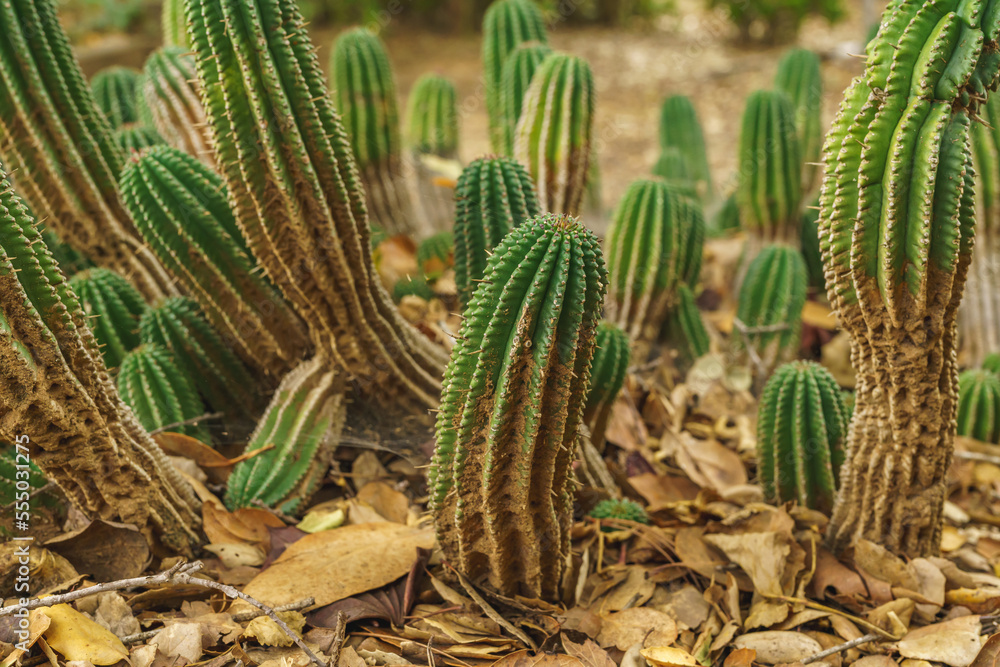 Euphorbia horrida, Africa milk barrel close up in desert. Euphorbia horrida, Africa milk barrel close up in desert.