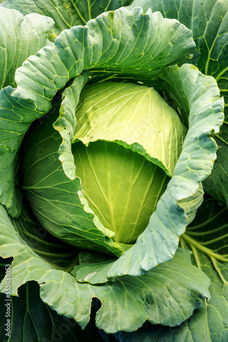 Big cabbage with traces of insect bites in the garden. Concept of agriculture and organic vegetables. vertical image photo