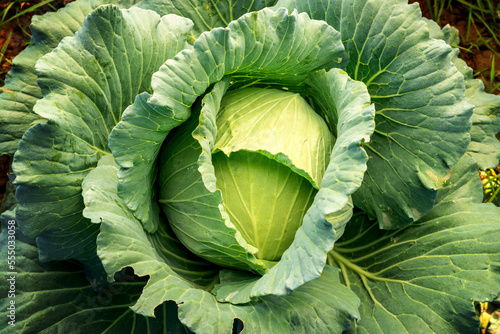Big Cabbage with traces of insect bites and water droplets in the morning at garden. Organic agriculture and vegetable concept.