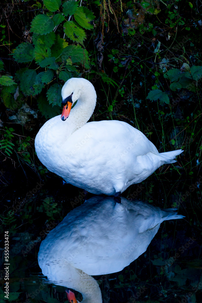 Obraz premium 静かな池で休む一羽の美しいハクチョウ