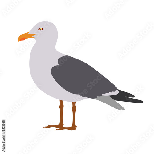 seagull vector illustration Flat design Clipart