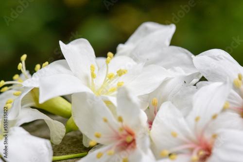 Vernicia fordii (Tung oil flower) closeup