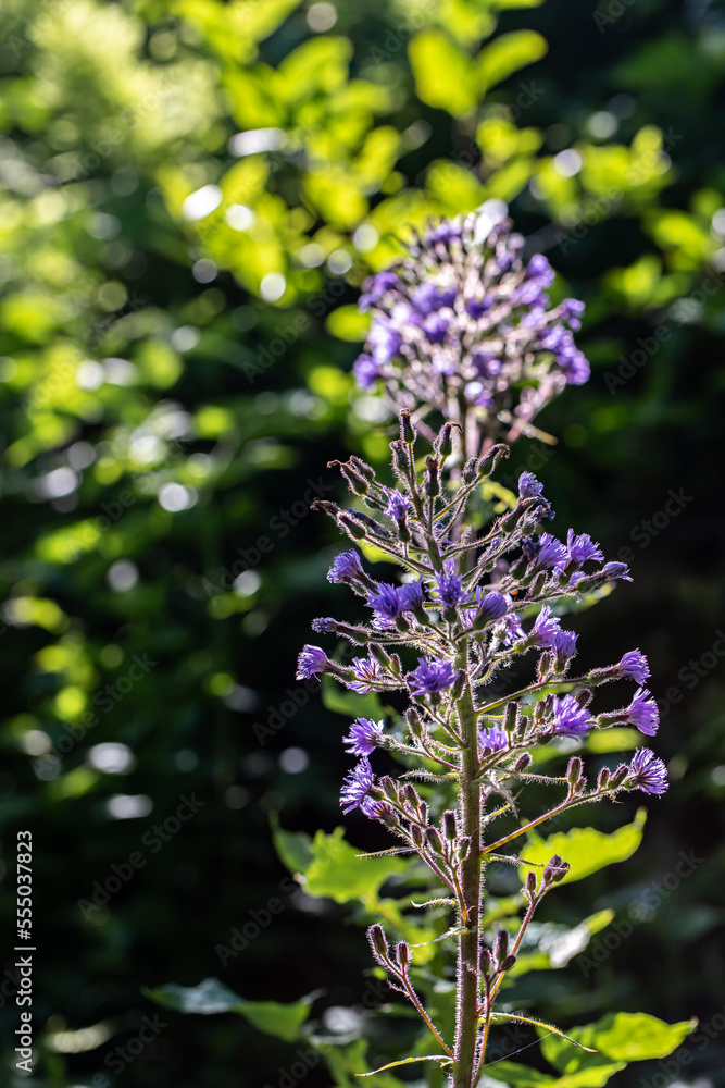 Cicerbita alpina flower growing in mountains, close up Cicerbita alpina flower growing in mountains, close up