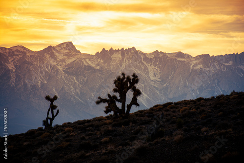 Joshua trees with mountain landscape during sunset © Juan