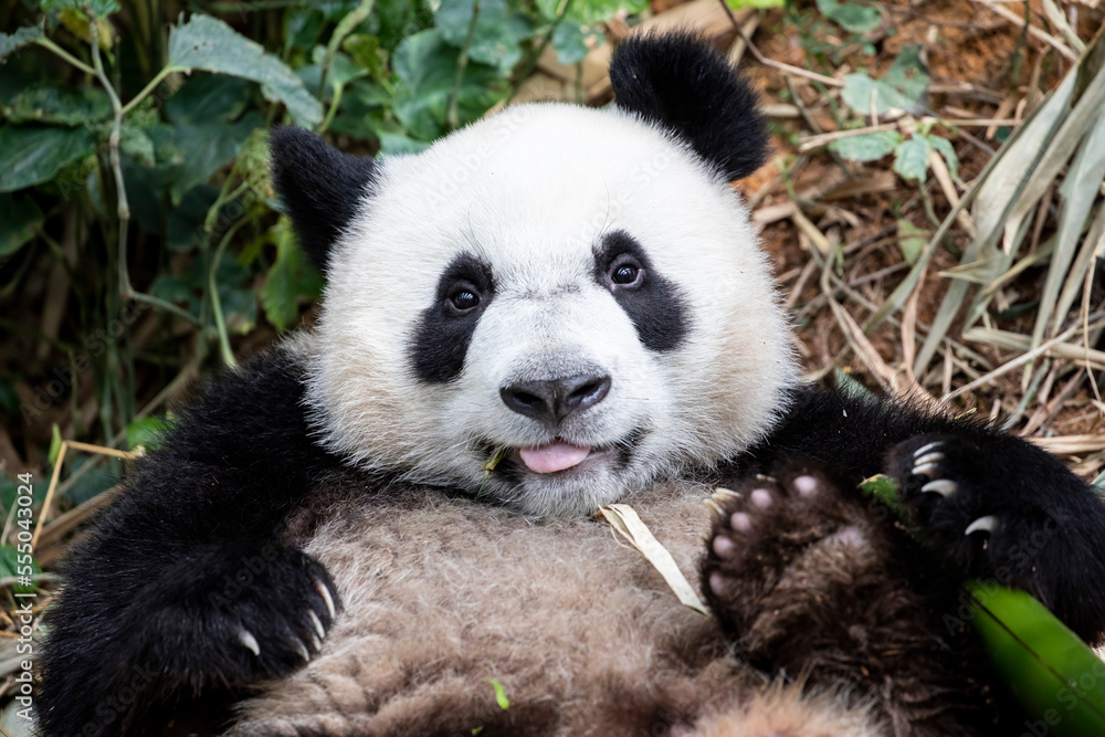 Fototapeta premium The baby giant panda 
