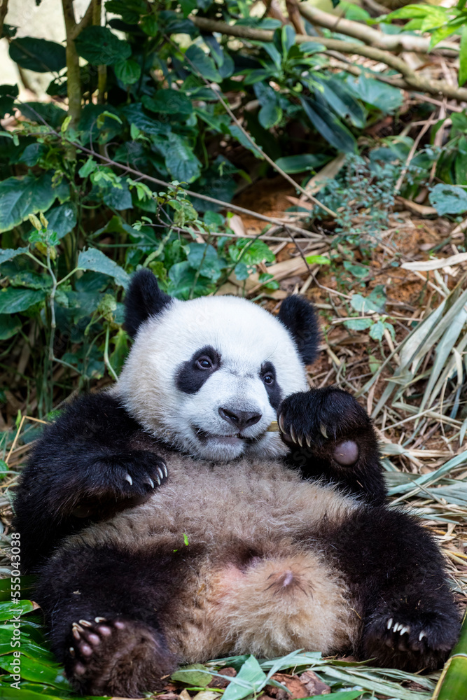 Fototapeta premium The baby giant panda