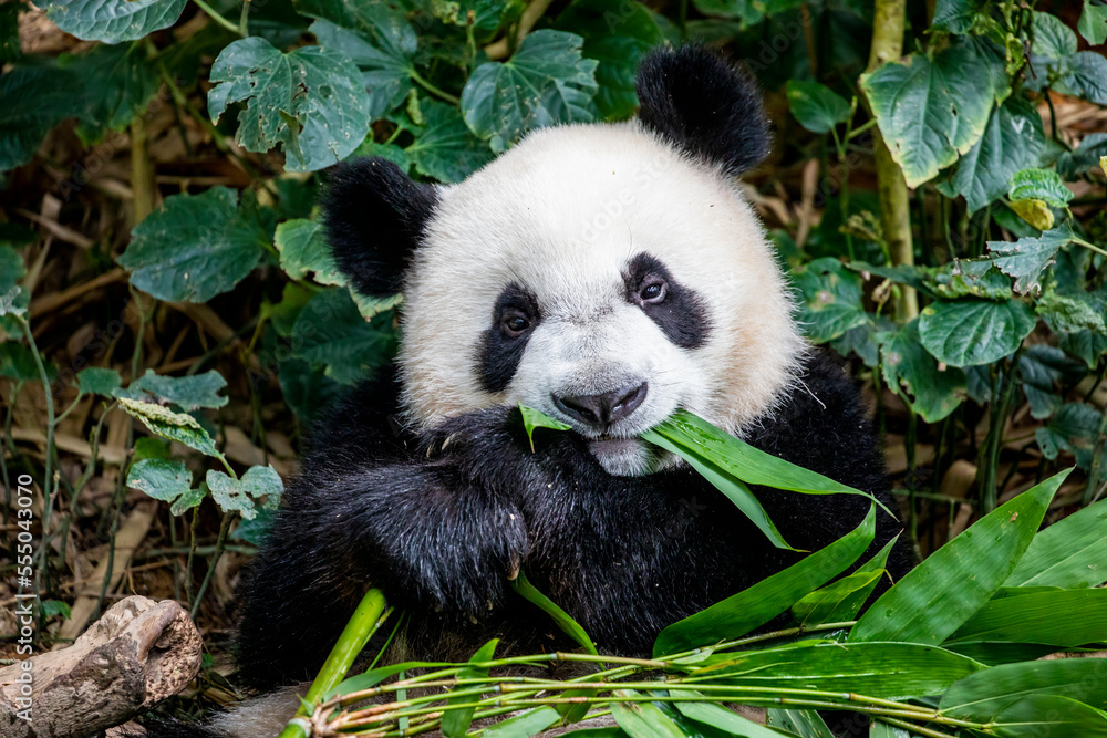 Naklejka premium The baby giant panda 