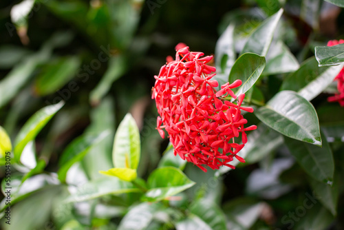 Red needle flowers  green leaf background  space copy spaces.