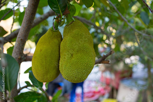 The jackfruit is growing on the trunk. Once cooked  they can be eaten.