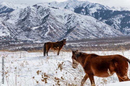 horse in the snow © Александр Ульман