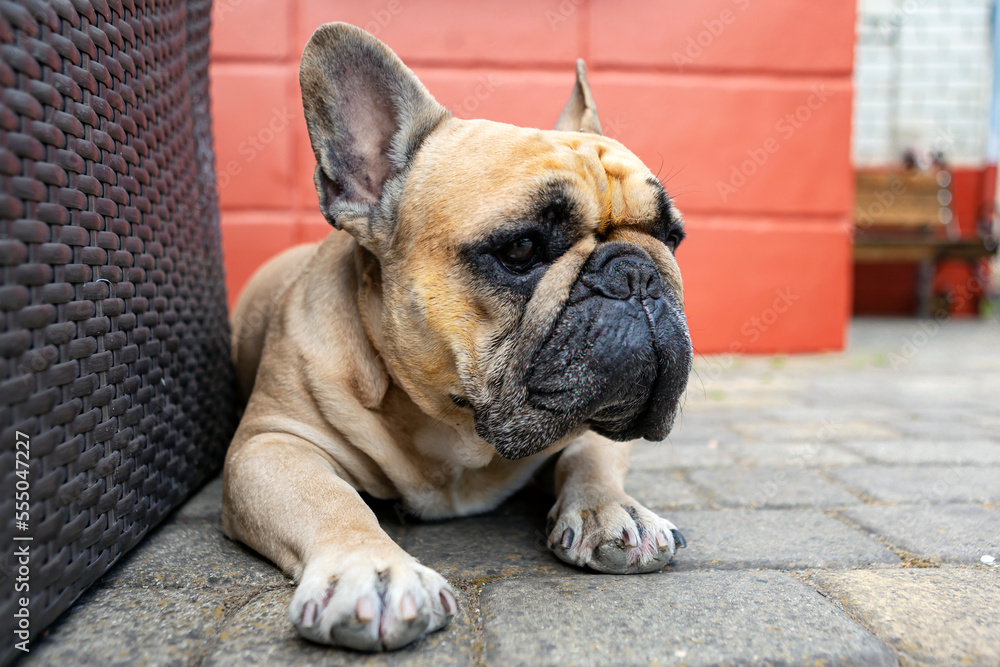 French bulldog resting after training.