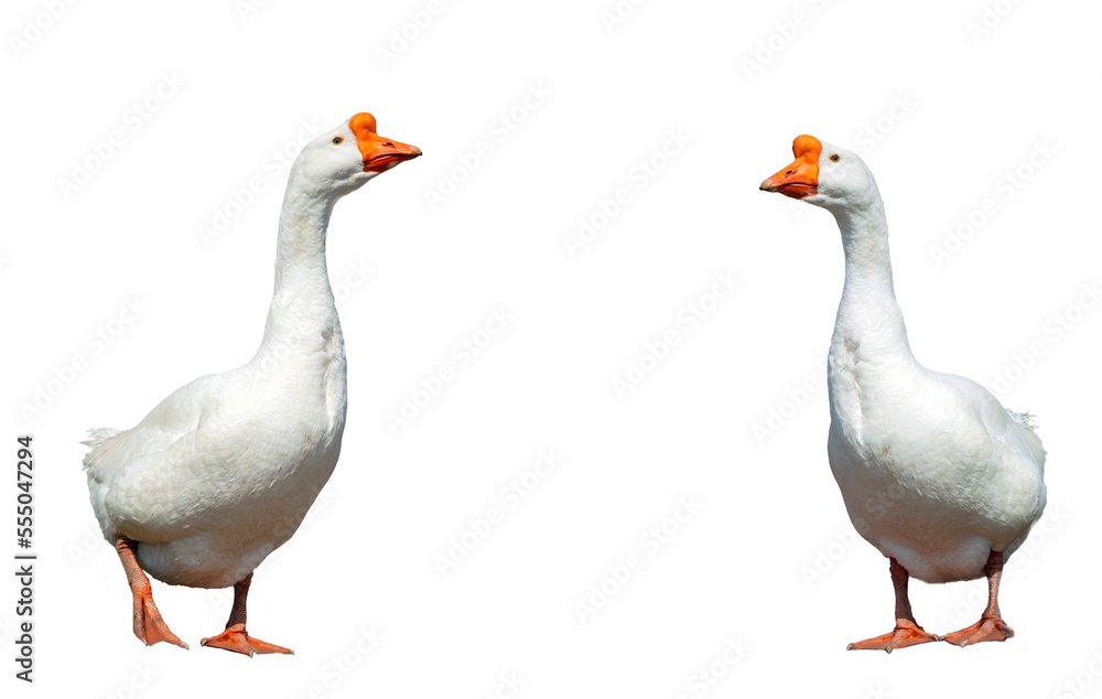 White goose on a white background close-up. White goose on a white background close-up.