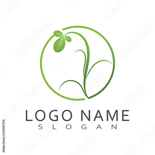 Moringa Leaf Logo Template Vector Symbol Nature