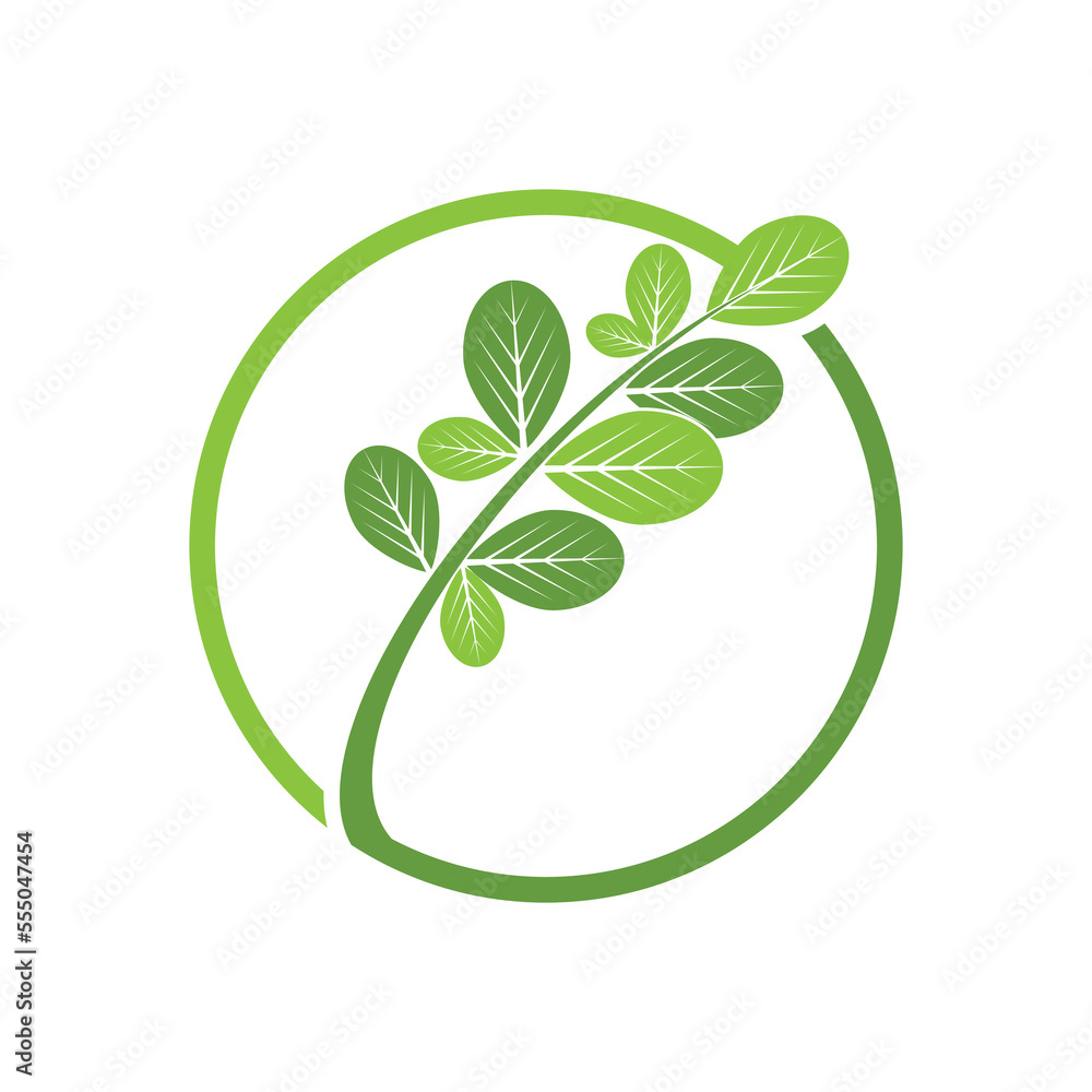 Moringa Leaf Logo Template Vector Symbol Nature Moringa Leaf Logo Template Vector Symbol Nature