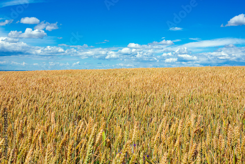 Panoramic landscape of a wheat field and blue sky against the background of clouds.