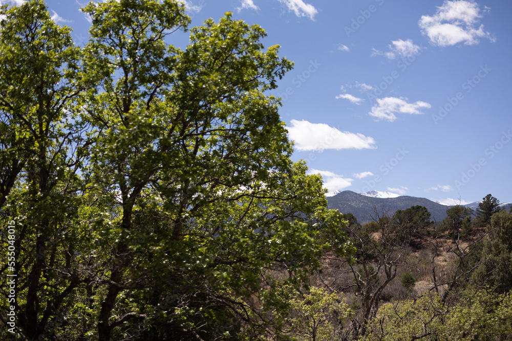 trees in the mountains