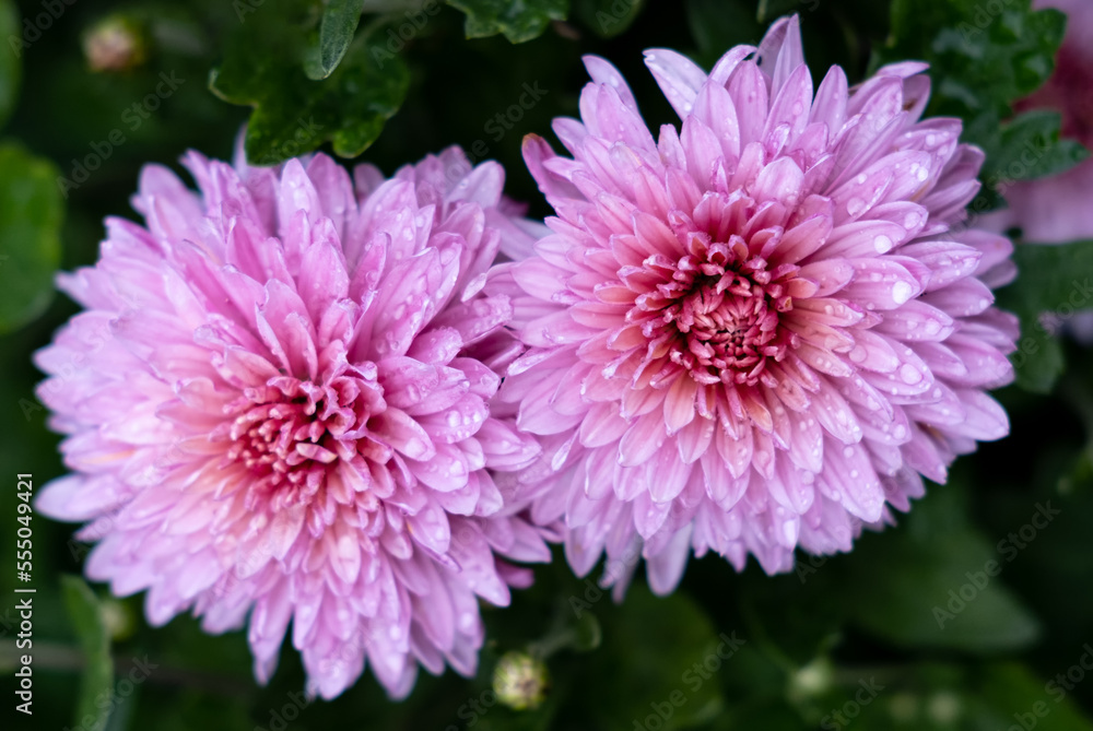 two chrysanthemums bloom in the garden. nature background two chrysanthemums bloom in the garden. nature background