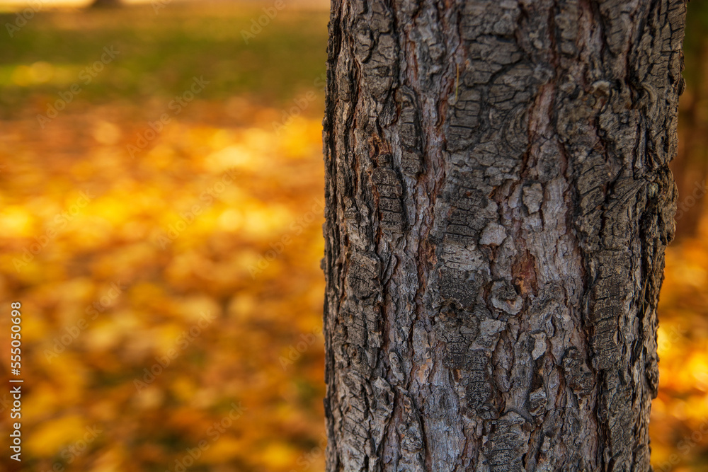 Obraz premium pine tree trunk with blurred yellowed fallen autumn leaves in background.