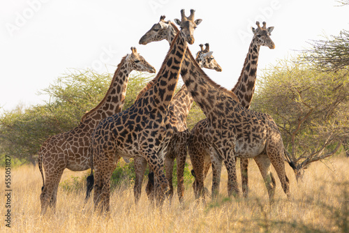 Giraffes  Giraffa camelopardalis peralta  - Kenya