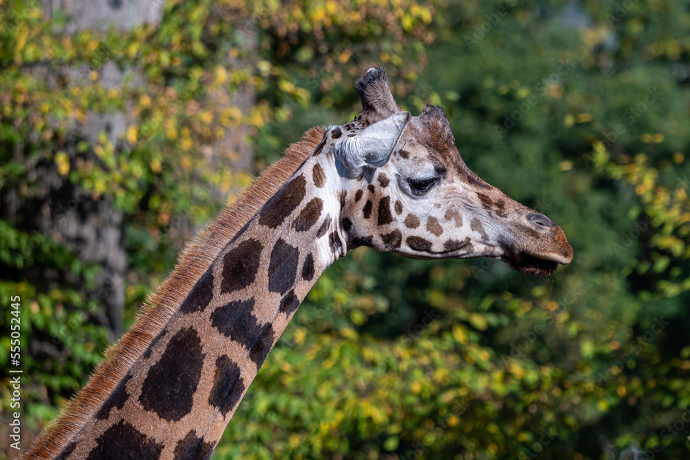 Close-up of giraffe head against trees Close-up of giraffe head against trees