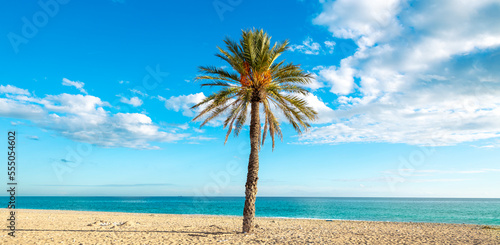 Palm tree on tropical beach