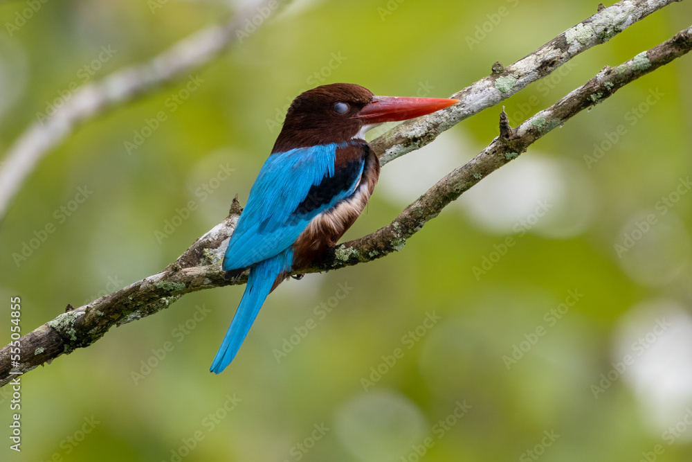 Beautiful bird in Asian, It is a kind of bird found in Thailand. Beautiful bird in Asian, It is a kind of bird found in Thailand.