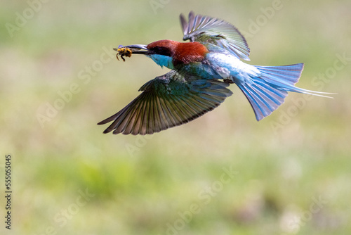 Beautiful bird in Asian, It is a kind of bird found in Thailand.