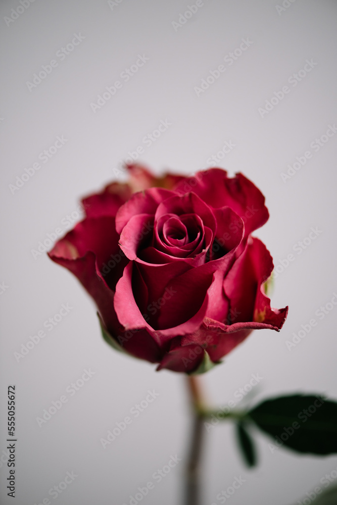 Beautiful single red rose flower on the grey wall background, close up view