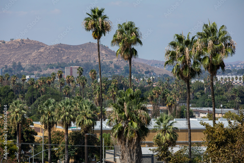 Palm framed day time view of the downtown skyline of Riverside, California, USA.
