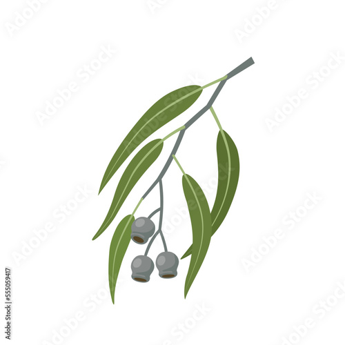 Vector illustration, Eucalyptus caesia, also called gumnuts, Gungurru or Silver Princess, isolated on white background. photo