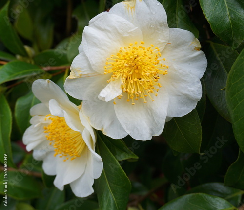 Camellia Japonica Kamo – Honnami flower in the morning sun close up.