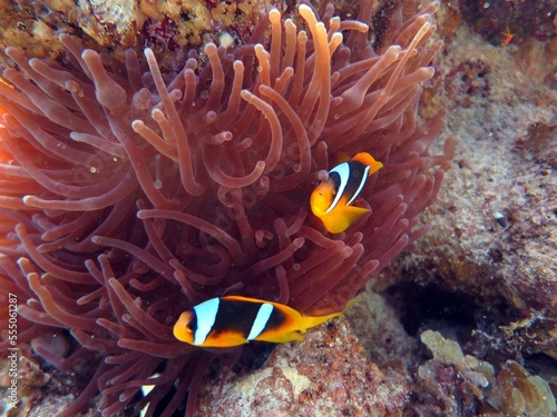 Red Sea colorful Clown fish