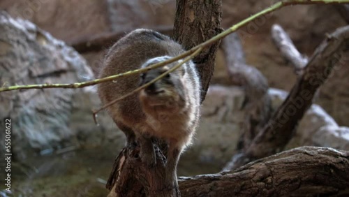 Cape hyrax eats branches of a tree and a bush
