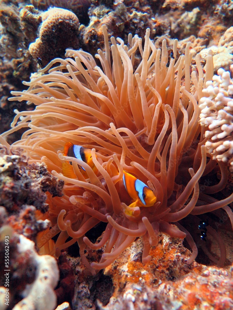 Red Sea colorful Clown fish