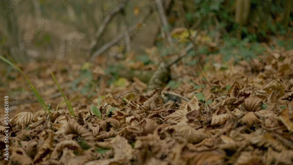 Slow Motion Shot Of Dried Autumn Leaves Falling On Ground Slow Motion Shot Of Dried Autumn Leaves Falling On Ground