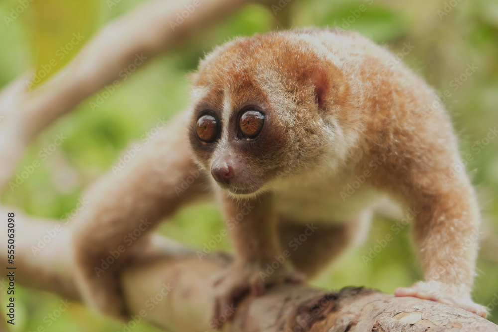 Obraz premium Slow Loris on the small tree