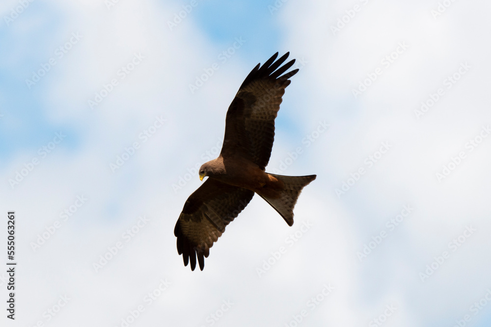 Obraz premium Milan noir, .Milvus migrans, Black Kite