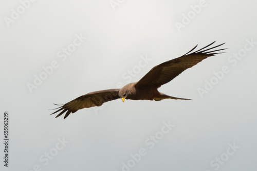 Milan noir  .Milvus migrans  Black Kite