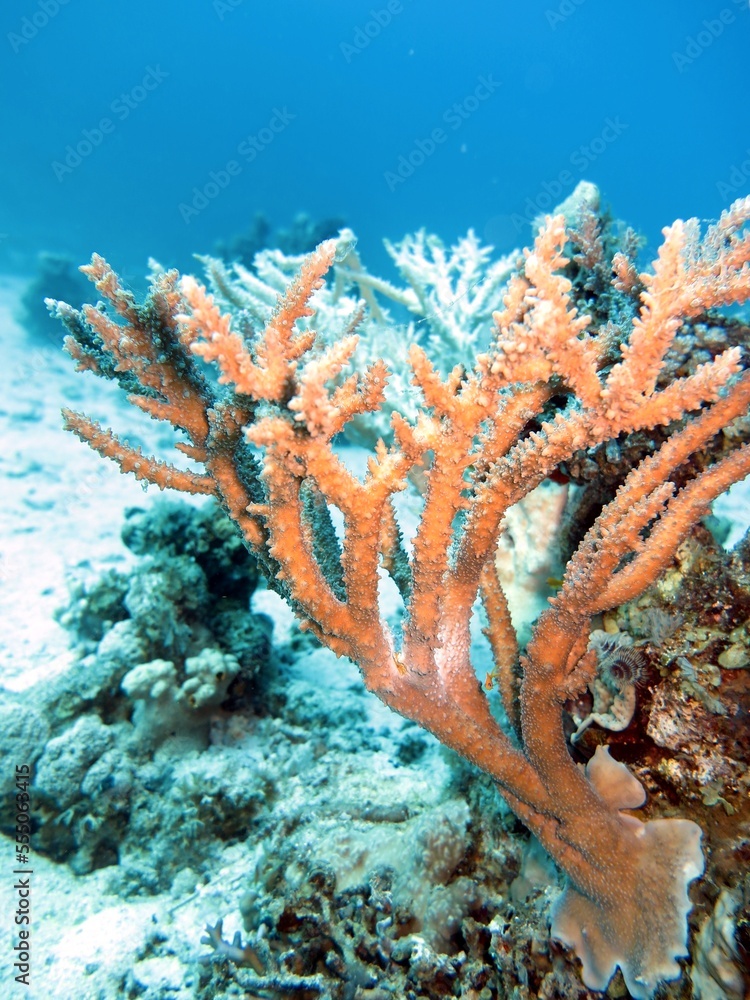 Fototapeta premium Red Sea Hard coral reef