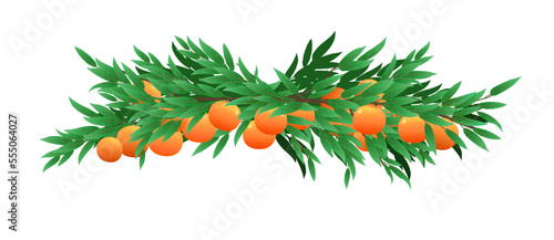 Fototapeta Naklejka Na Ścianę i Meble -  Tree branch orange with ripe fruits. Garden plant with edible harvest. Branch with foliage and leaves. Isolated on white background. Vector