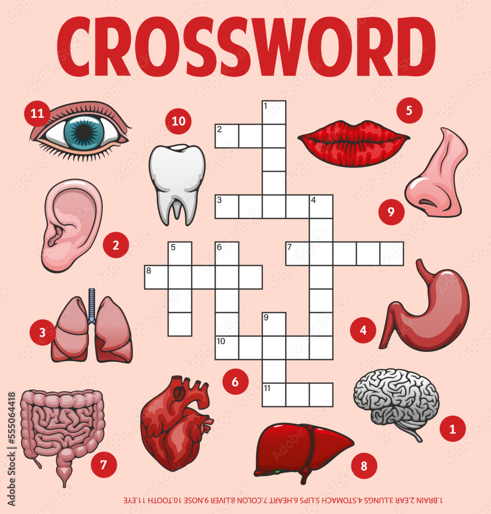 Human body parts and organs crossword grid worksheet vector find word Human body parts and organs crossword grid worksheet vector find word