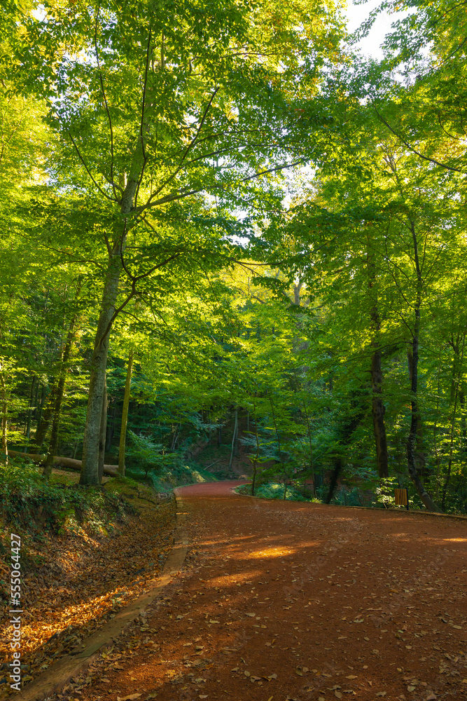 Fototapeta premium Hiking trail in the forest. Recreational areas vertical background photo