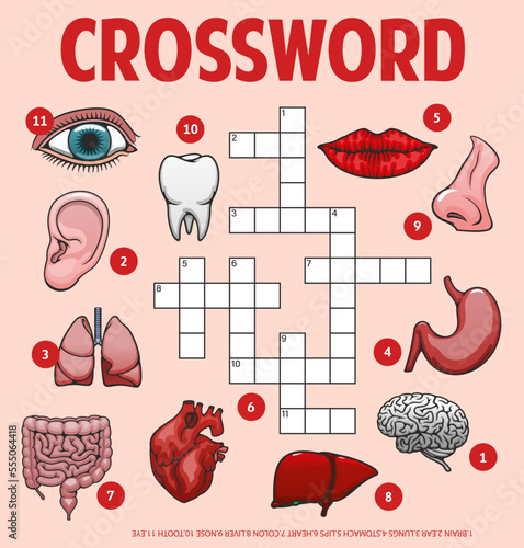 Human body parts and organs, crossword grid worksheet, vector find word quiz game. Crossword to guess words of medical anatomy, body organs, parts and bones, heart and lungs, eye or lips and tooth
