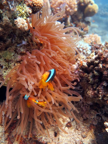 Red Sea colorful Clown fish