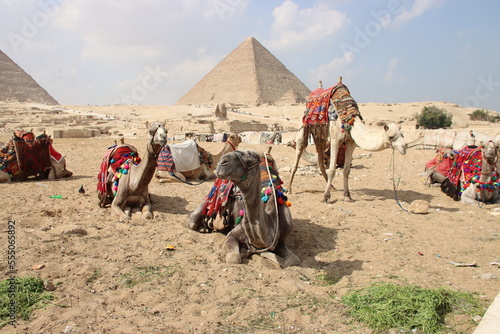 Camels in front of the Pyramids  Giza Pyramids complex  Cairo  Egypt.