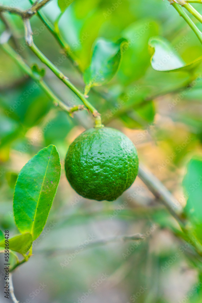 lime on tree lime on tree