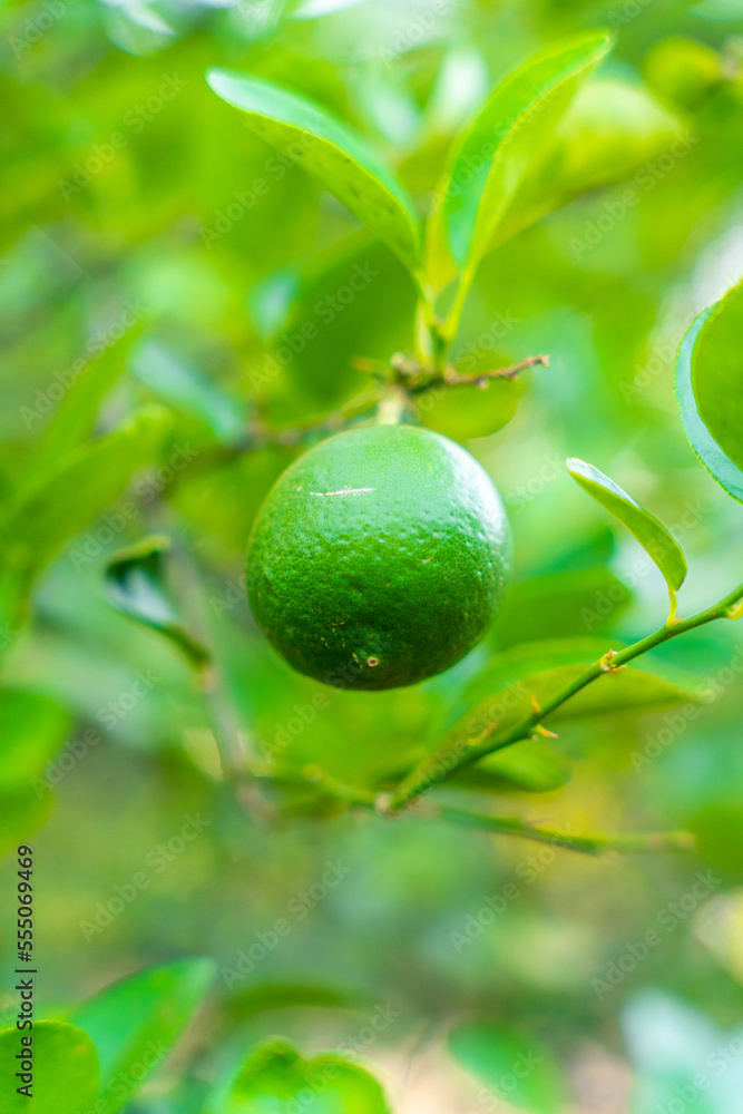 lime on a tree lime on a tree
