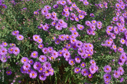 Fototapeta Naklejka Na Ścianę i Meble -  Insects pollinating purple flowers of Symphyotrichum novae-angliae in September